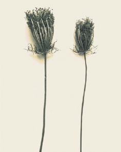 Adriene Veninger - Pod 31