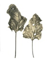 Leaf no. 11