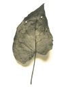 Leaf no. 2