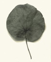 Leaf no. 23