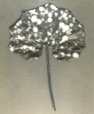 Leaf no. 26