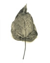 Leaf no. 3