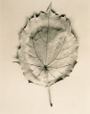 Leaf no. 30