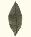 Leaf no. 31