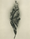 Leaf no. 32