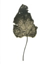 Leaf no. 7